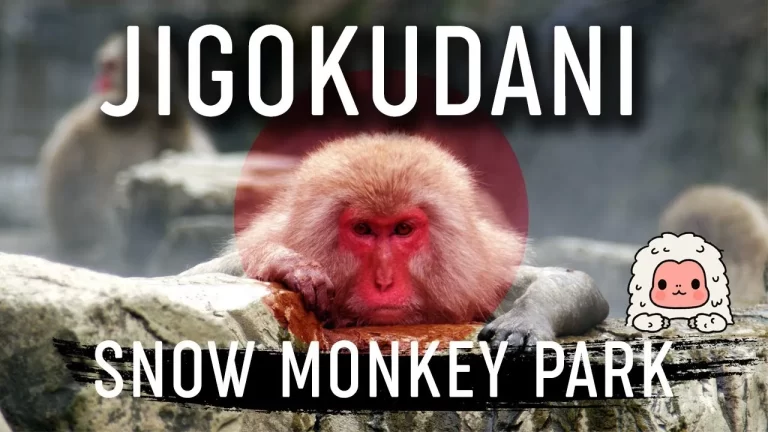 Snow Monkeys in Japan taking hot spring bath